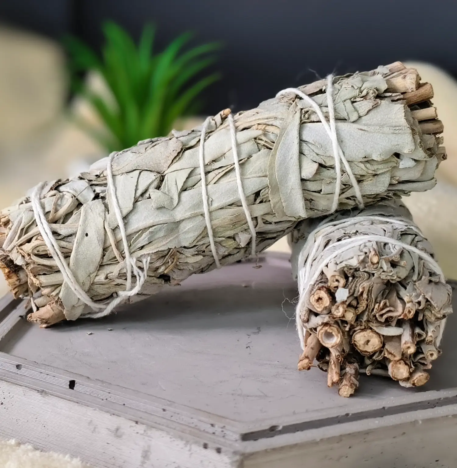 Indian Sage